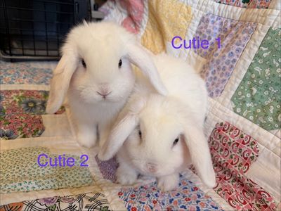 Purebred Holland Lop Bucks