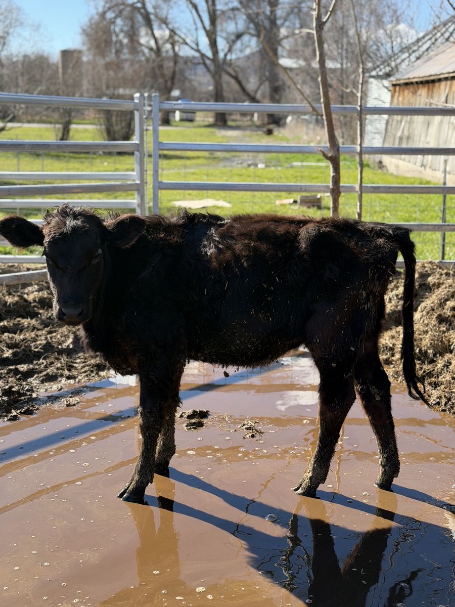 Black Angus Cross Heifer