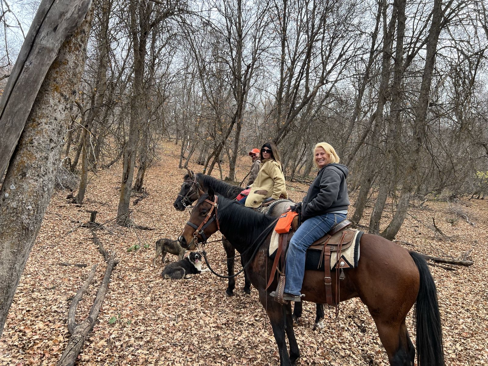 Half Draft Quarter Horse Cross