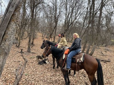 Half Draft Quarter Horse Cross