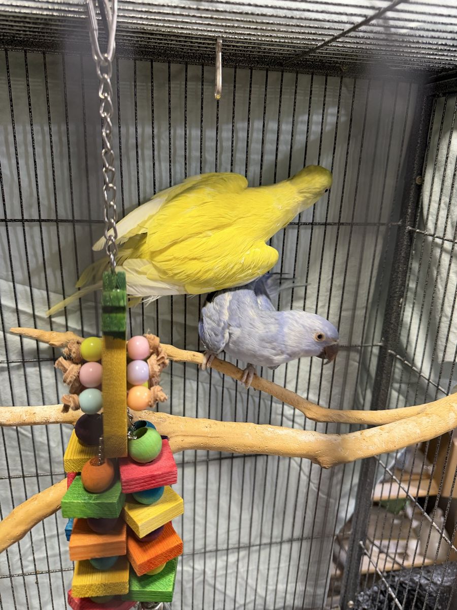 Proven pair of Indian ringnecks