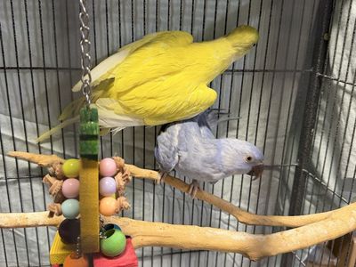 Proven pair of Indian ringnecks