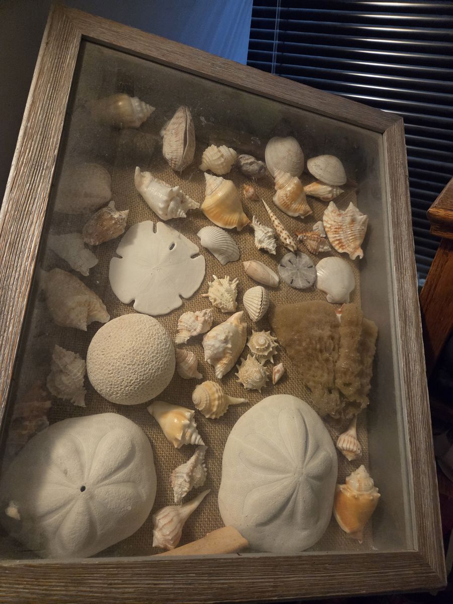 Rustic Wood Shadow Box Display Filled with Assorted Seashells and Sand Dollars