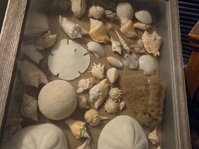 Rustic Wood Shadow Box Display Filled with Assorted Seashells and Sand Dollars