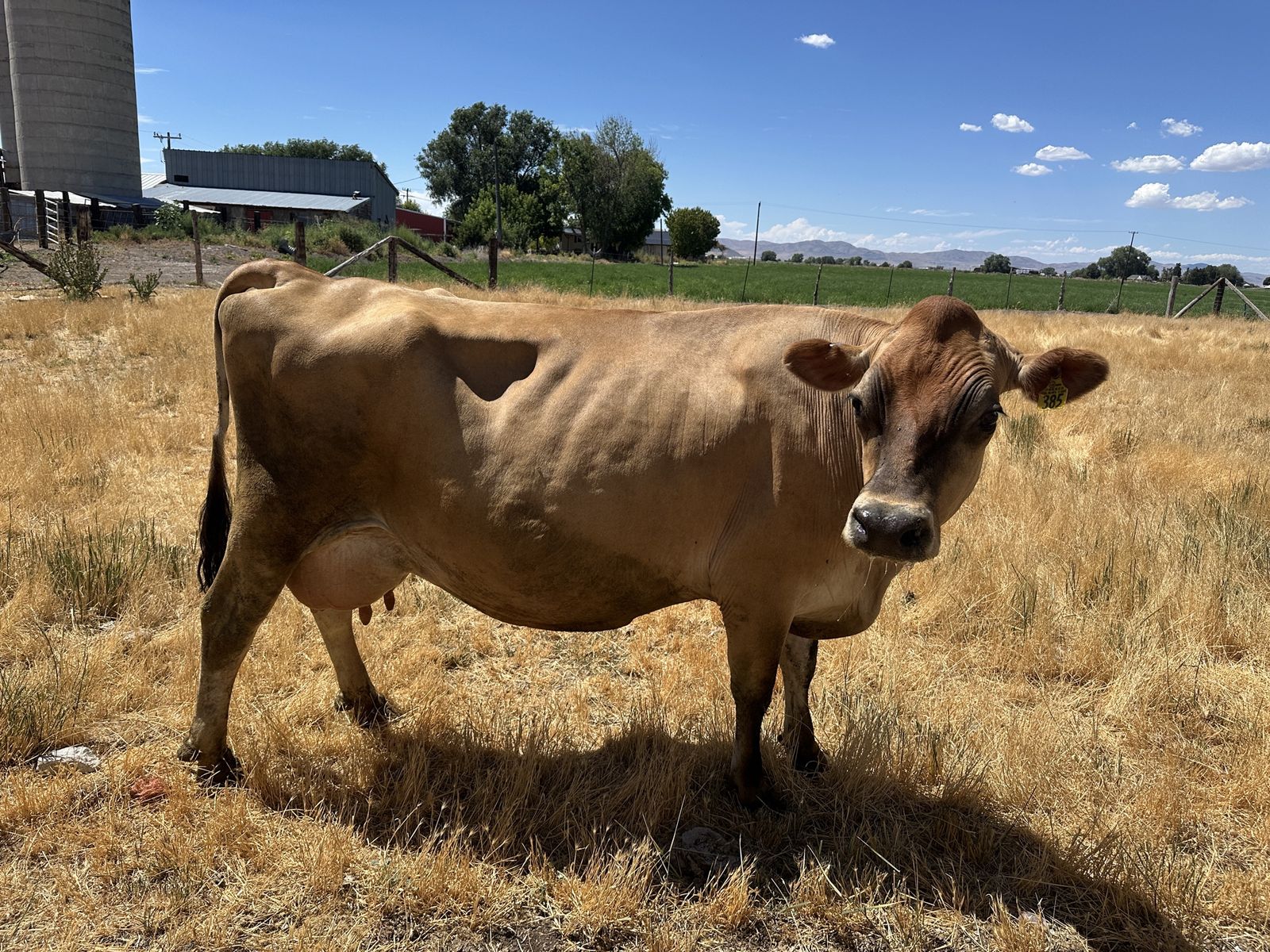 A2A2 jersey milk cow
