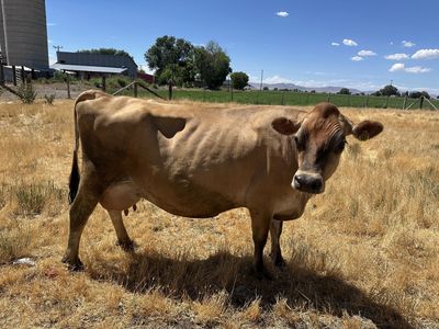 A2A2 jersey milk cow
