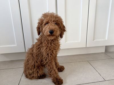 Purebred Mini poodle puppies