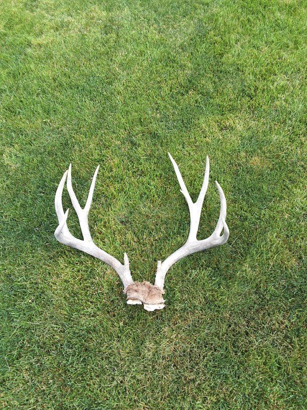 Mule Deer Antlers