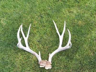 Mule Deer Antlers
