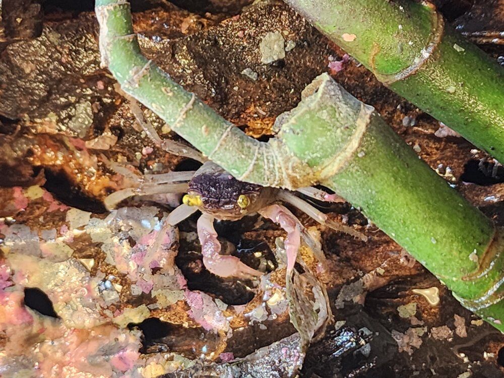 Orchid vampire crabs !