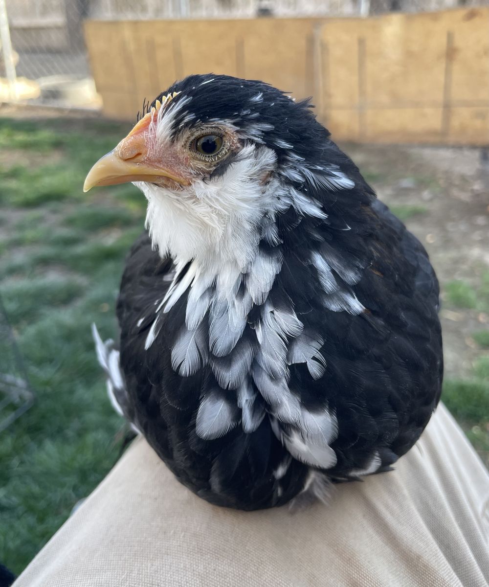 7 Week Old Bantam Cochins Cockerel & Pullet