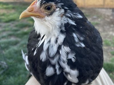 7 Week Old Bantam Cochins Cockerel & Pullet