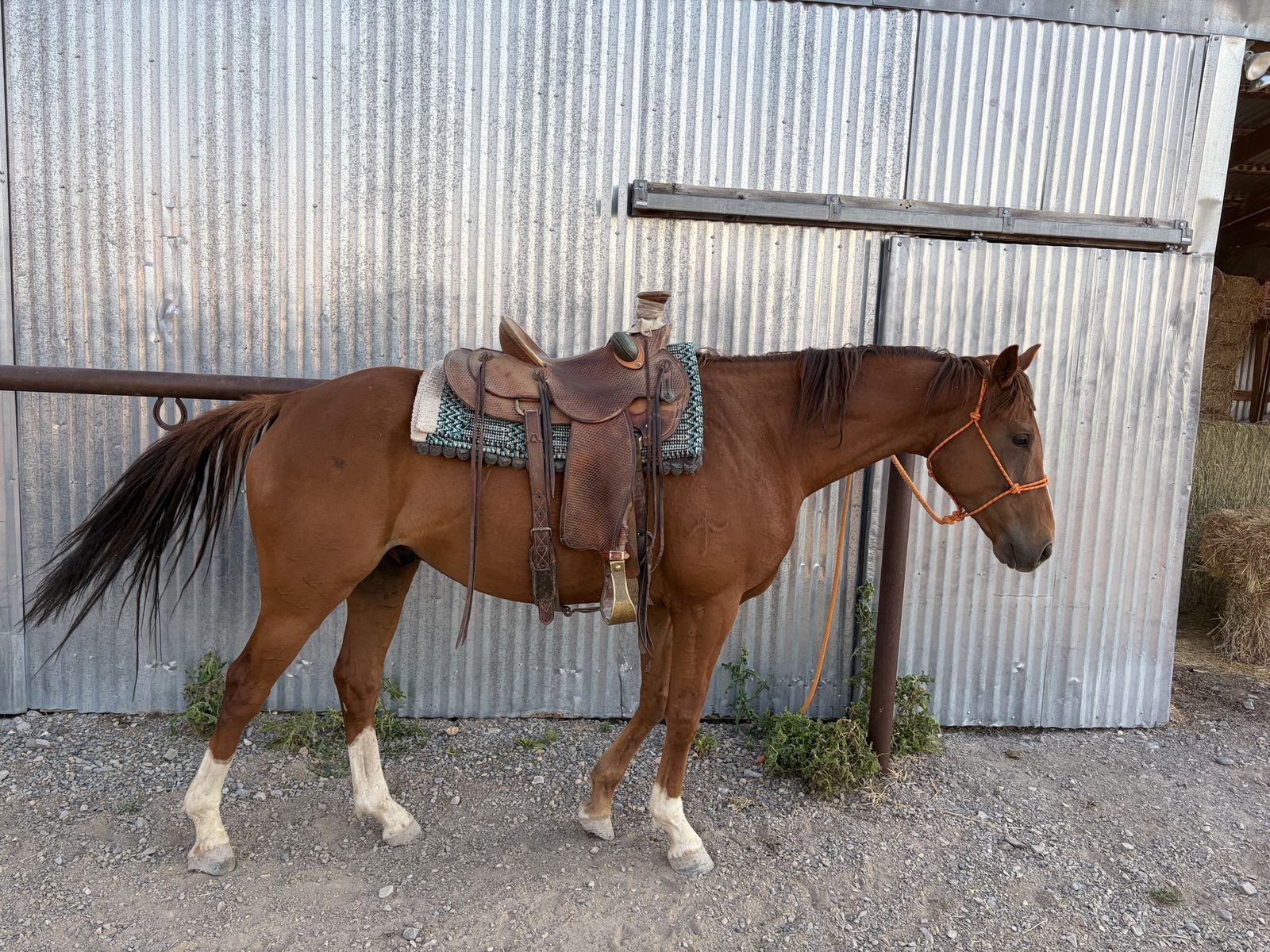 Six year old gelding