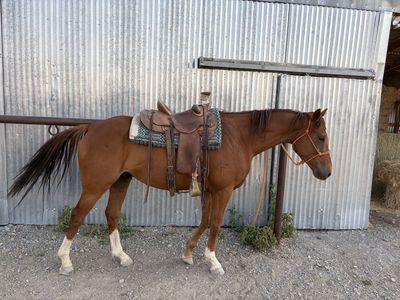 Six year old gelding