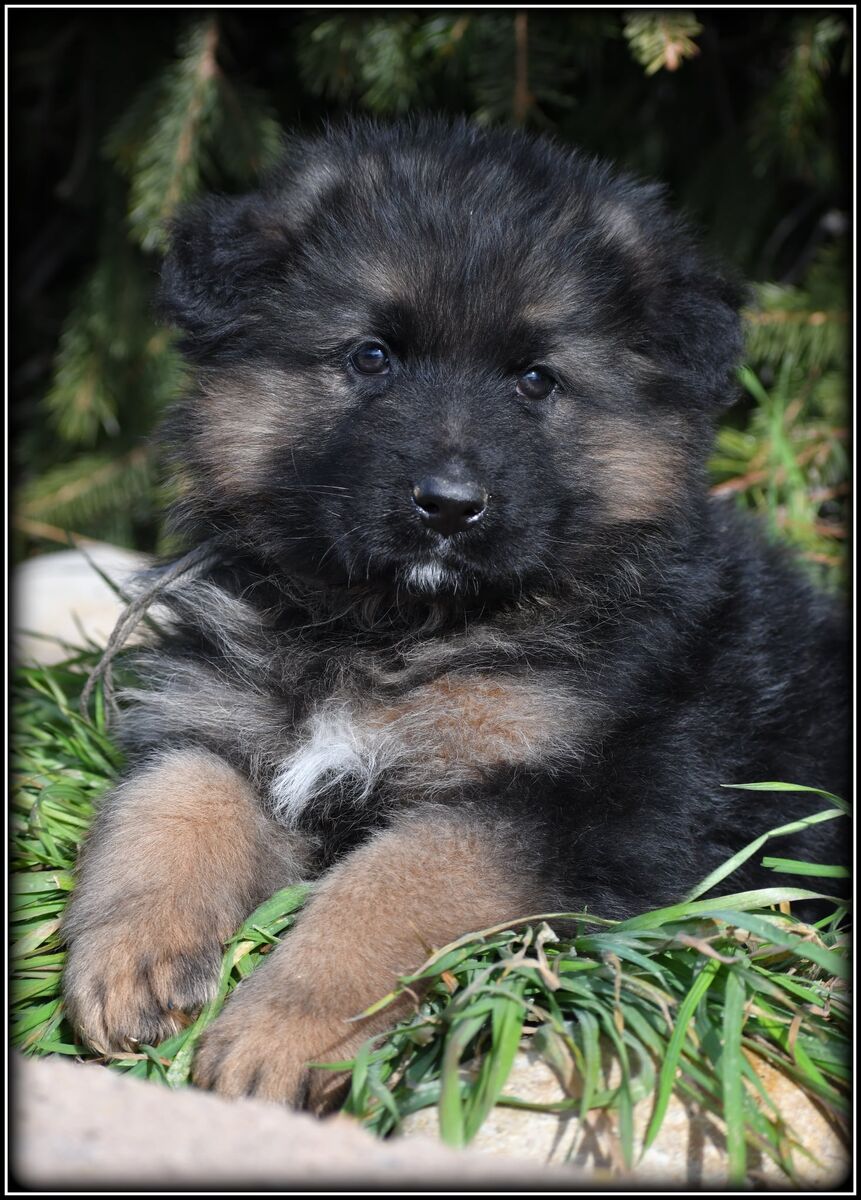 AKC long coat German Shepherds