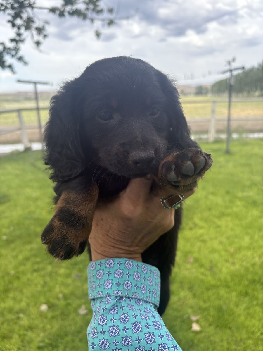 Mini Dachshund Puppies 