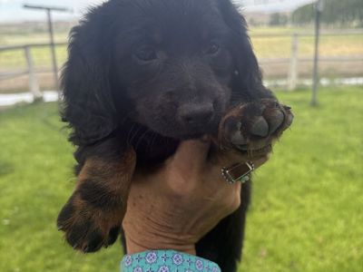 Mini Dachshund Puppies