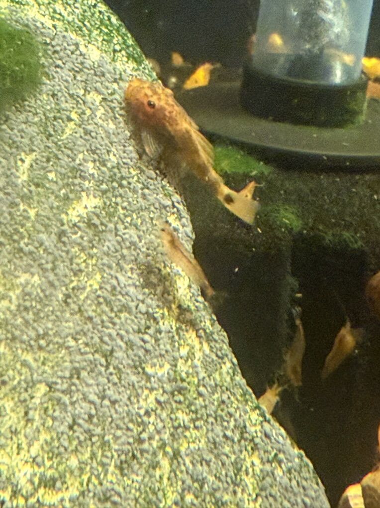 Super Red Calico Bristle Nose Pleco