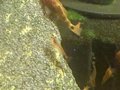 Super Red Calico Bristle Nose Pleco