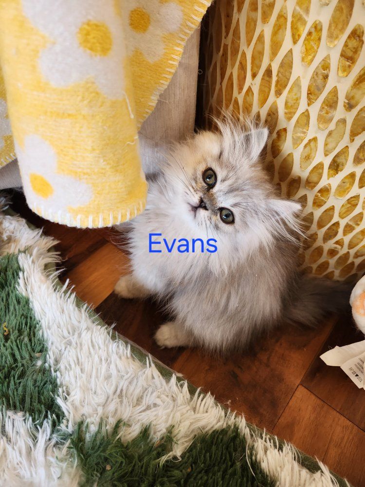 Purebred Persian Kittens