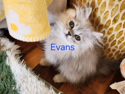 Purebred Persian Kittens