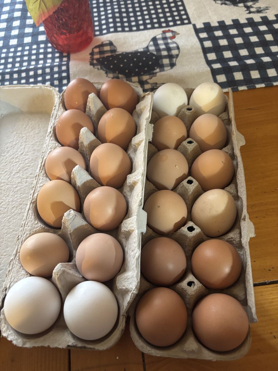 Fresh Eggs