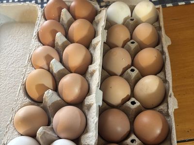 Fresh Eggs