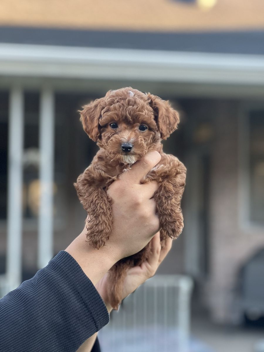 Red/Apricot Maltipoo Toy Poodle Puppies