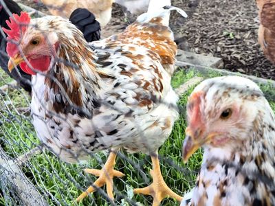 New Aloha rooster chicken breed