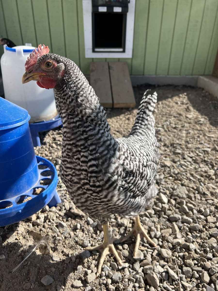 Barred Plymouth Rock Rooster
