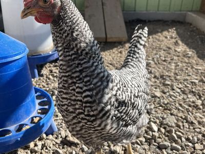 Barred Plymouth Rock Rooster