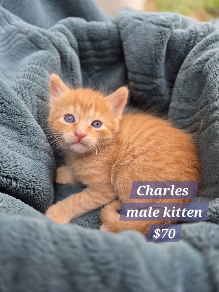 Adorable Friendly Cuddly Kittens!