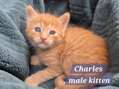 Adorable Friendly Cuddly Kittens!