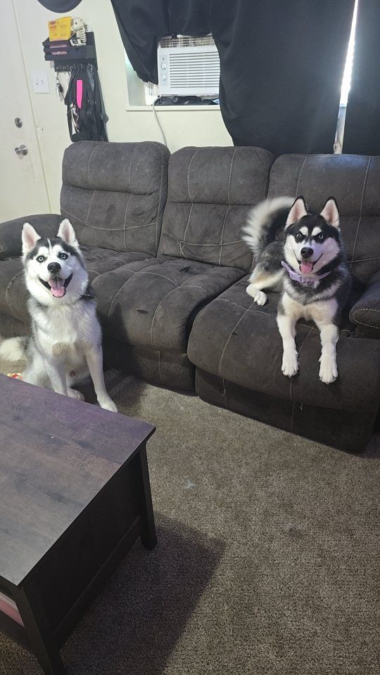 Brother and sister Siberian huskies for free