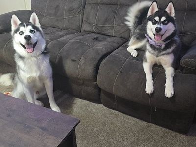 Brother and sister Siberian huskies for free
