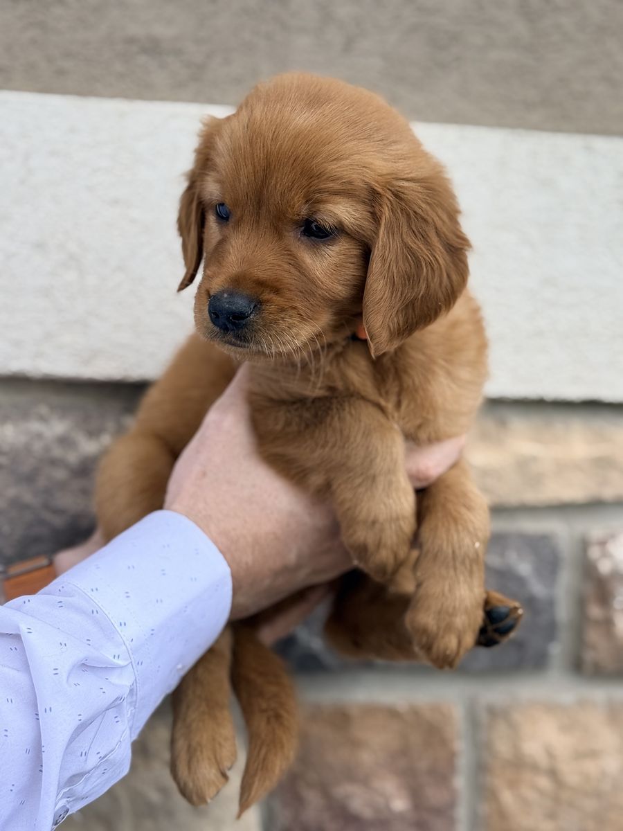 AKC Purebred Red Golden Retriever Puppies