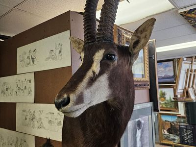 African Sable Antelope Taxidermy Shoulder Mount - Large Trophy Horns