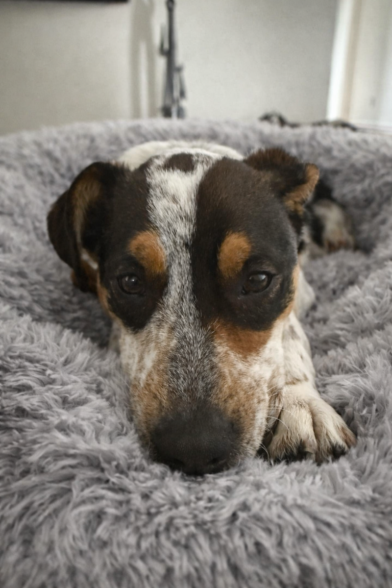 Heeler Puppy