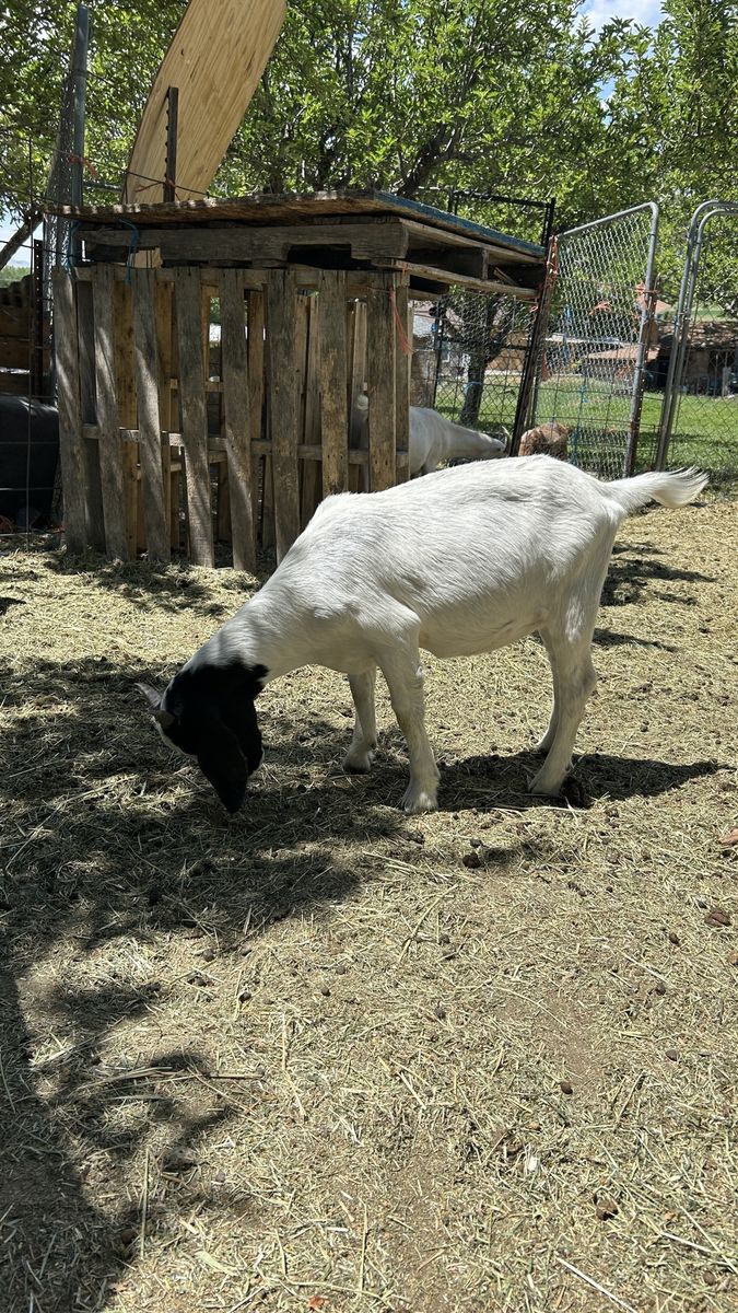 Full bore goat