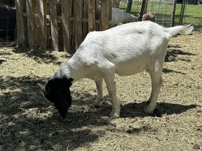 Full bore goat
