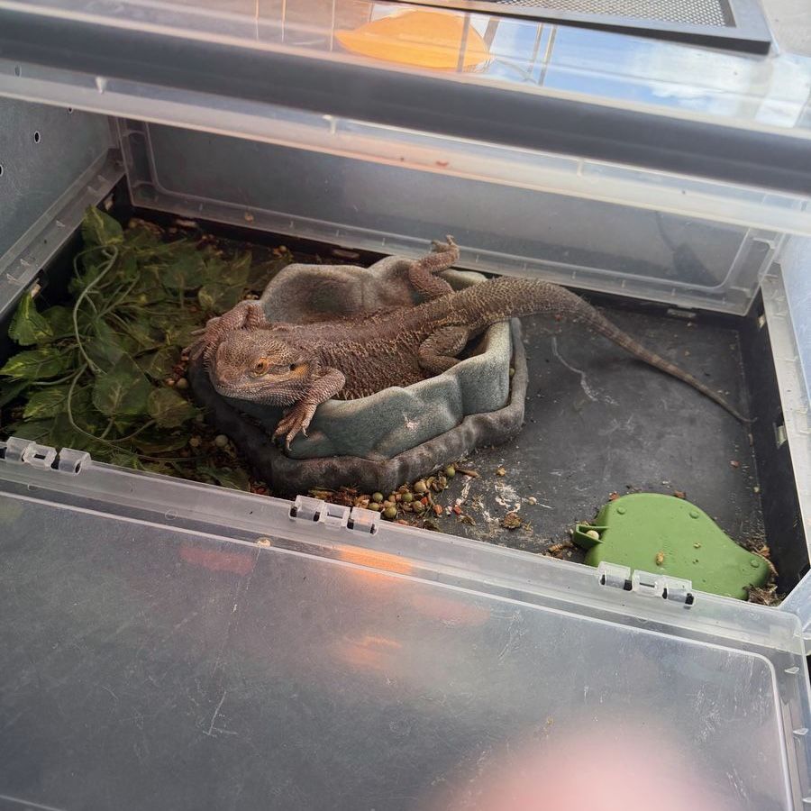 Adult Bearded Dragon