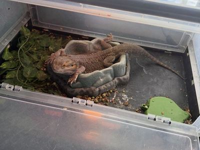 Adult Bearded Dragon