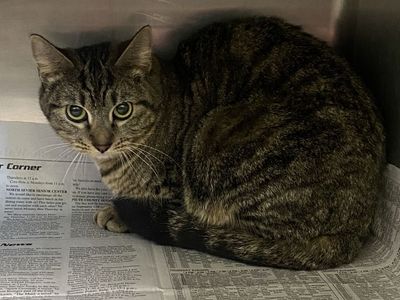 Hello my name is Triscuit