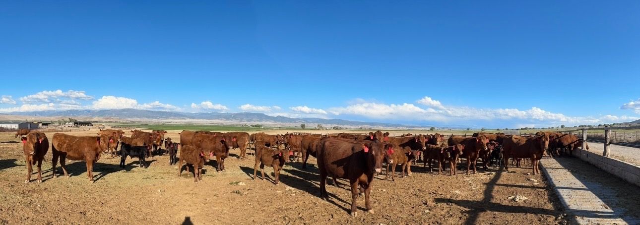 15 Red Angus cow calves pairs