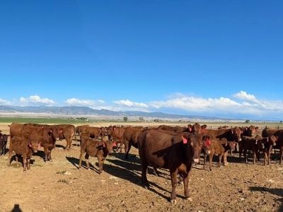 15 Red Angus cow calves pairs