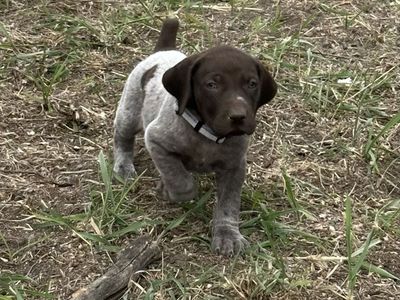 AKC German Shorthair Pointer Puppies