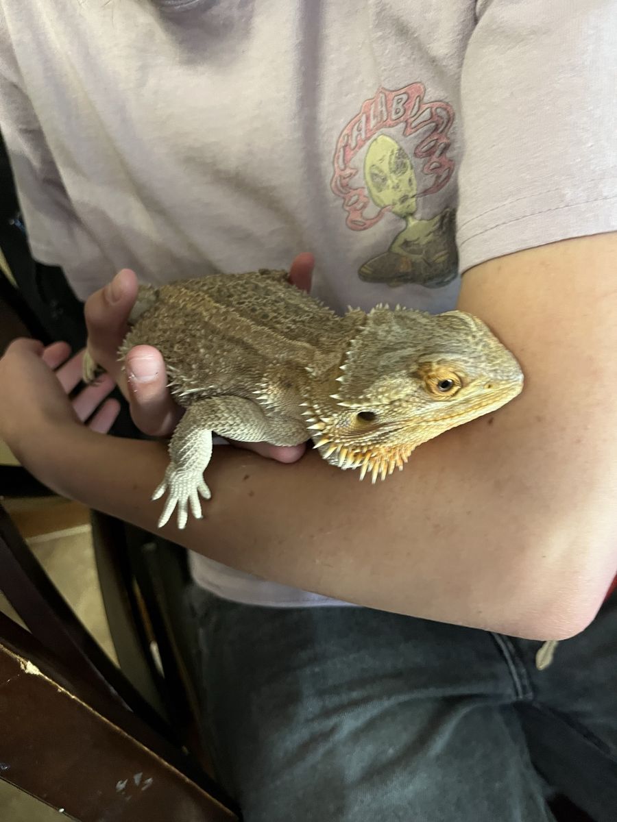 Bearded Dragon