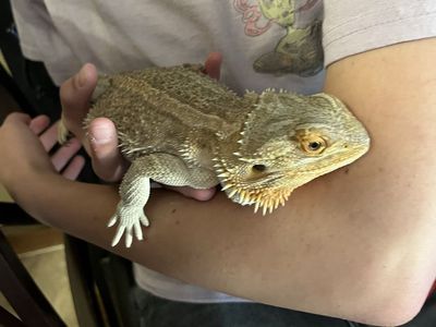 Bearded Dragon