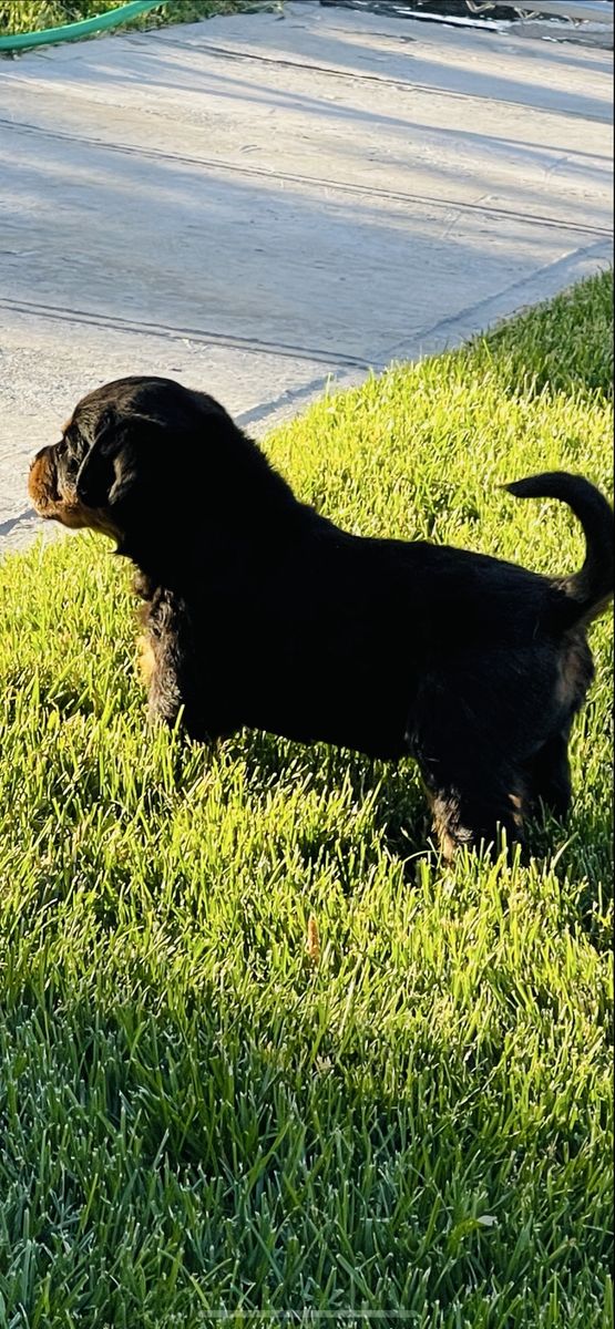 Akc Rottweiler Puppies