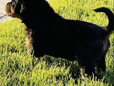 Akc Rottweiler Puppies